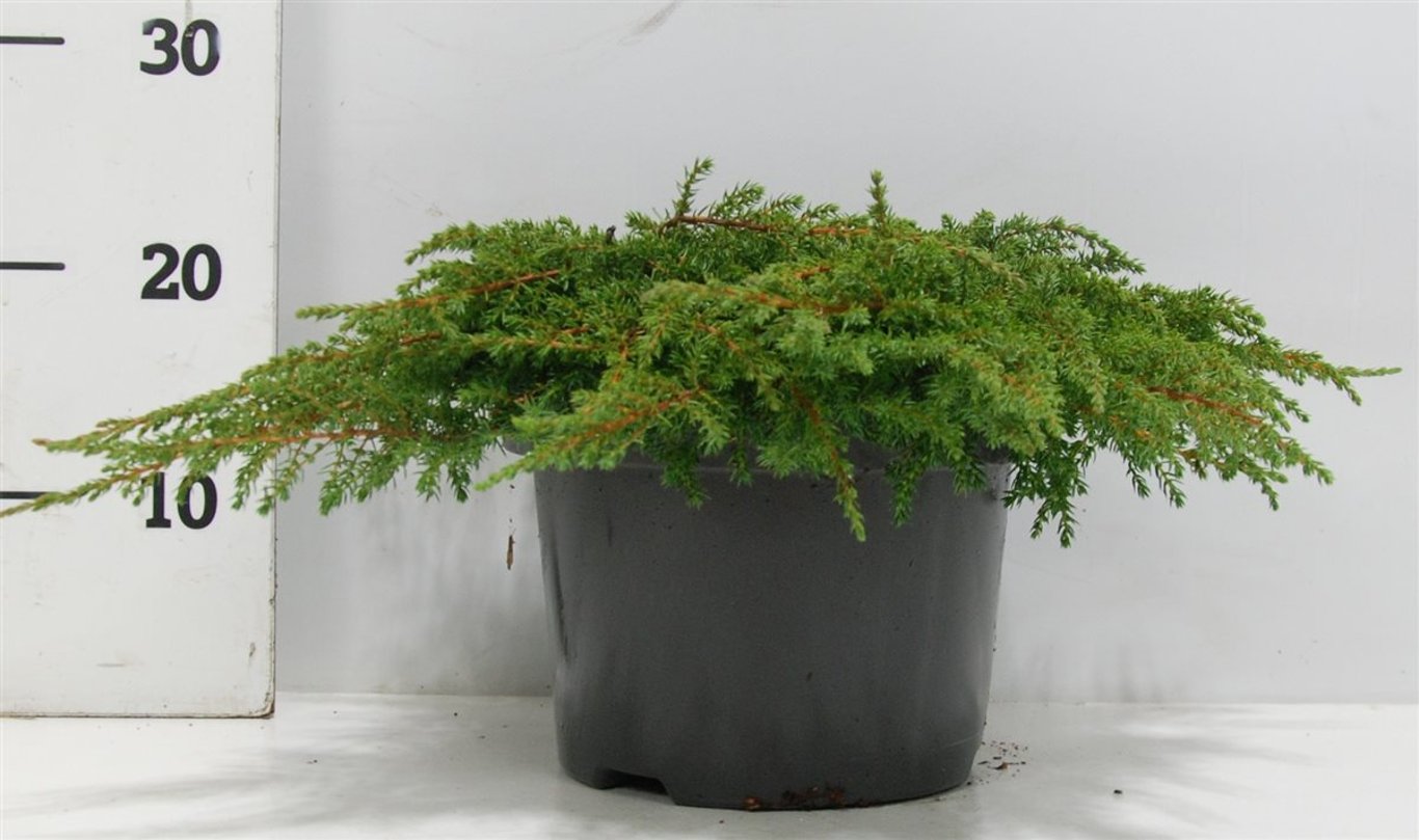 Juniperus comm. 'Green Carpet' - C5 30-40 CM